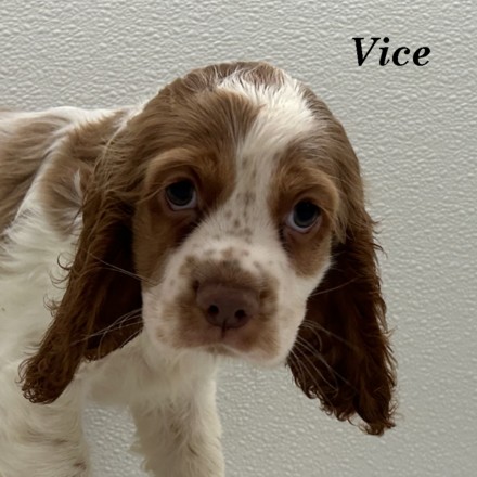 puppy, for, sale, Cocker Spaniel, Joe & Cherri  Overlease, dog, breeder, Miller, MO, dog-breeder, puppy-for-sale, forsale, nearby, find, puppyfind, locator, puppylocator, aca